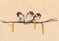 Fiona Vickery - Animal Portraits, Tree Sparrows
