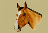 Fiona Vickery - Animal Portraits: Horse Portrait