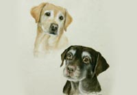 Fiona Vickery - Animal Portraits: Dogs