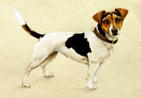 Fiona Vickery - Tierportraits: Jack Russell Terrier