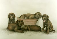 Fiona Vickery - Tierportraits: Labradorwelpen