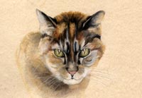 Fiona Vickery - Tierportraits: Katzenportrait